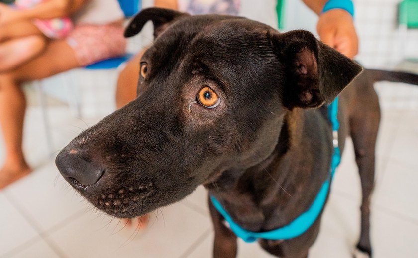 Secdef promoverá Dia D de vacinação antirrábica e fará emissão do RG Animal nesta quarta-feira