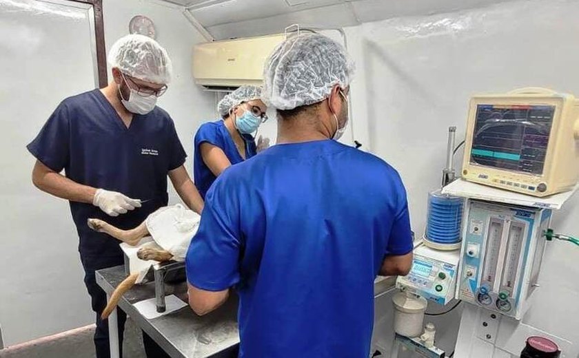 Secretaria de Saúde da Prefeitura de Penedo realiza nova Campanha Castra Pet