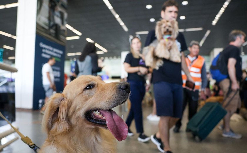 Aéreas podem se negar a embarcar animais de suporte emocional, diz STJ