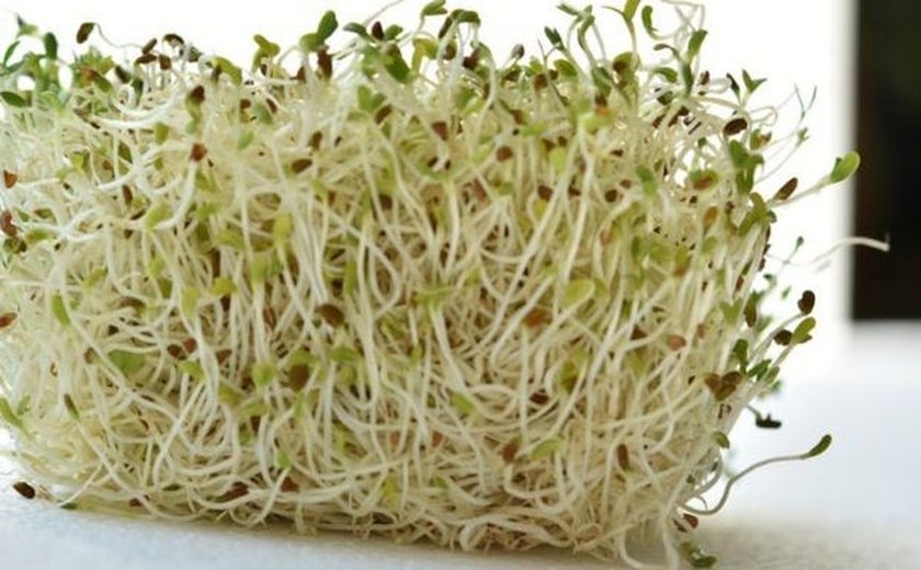 Rica em fibras: a planta medicinal que alivia a artrite, anemia e colesterol