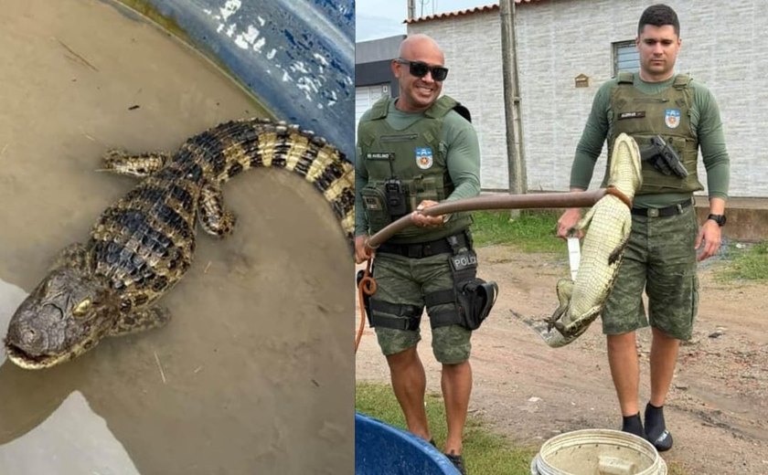 Jacaré é resgatado em rua de Marechal Deodoro após fortes chuvas