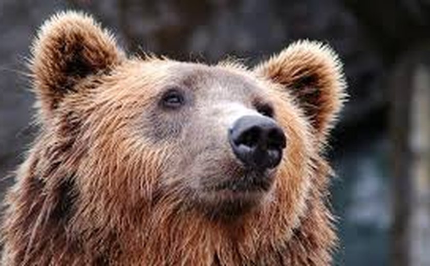 Família é internada com vermes parasitas após comer carne de urso nos EUA; entenda