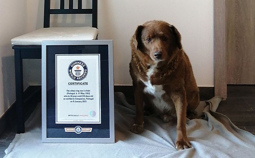Guiness Book: saiba quais são as raças e os nomes dos 5 cachorros mais longevos do planeta