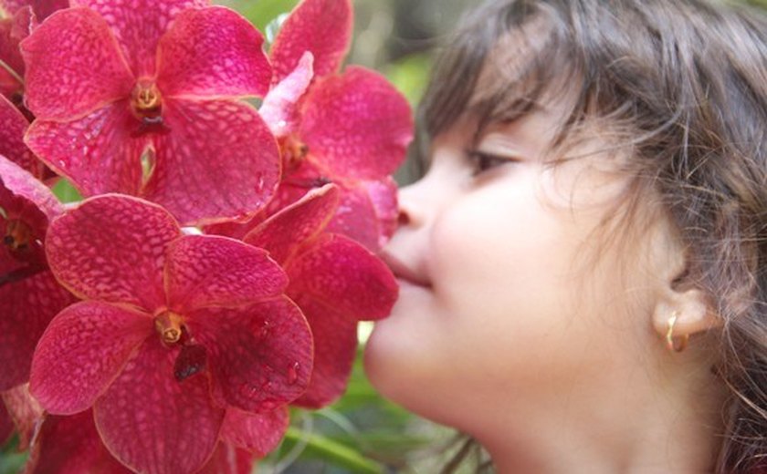 Quadros e orquídeas colorem o Jardineto Botânico do Instituto do Meio Ambiente