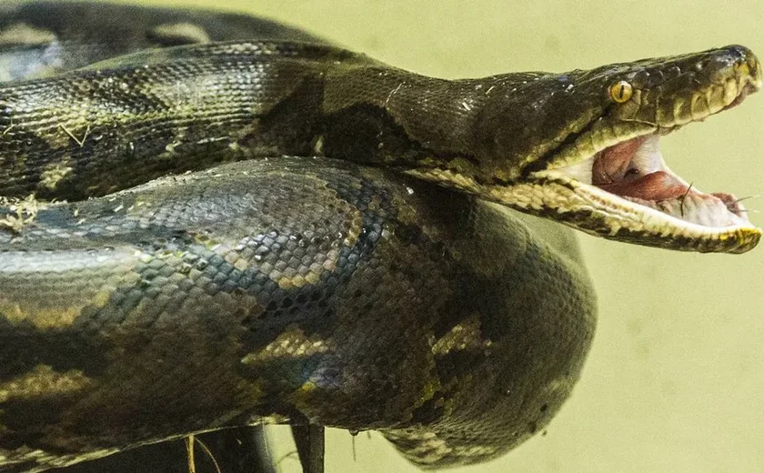 Mulher é salva após ficar duas horas enrolada por cobra de 4 metros na Tailândia
