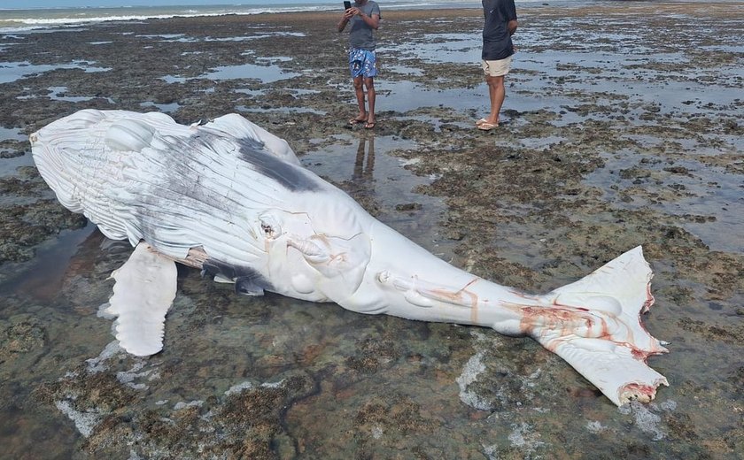 Filhote de baleia-jubarte é encontrado morto na Praia do Pontal do Peba
