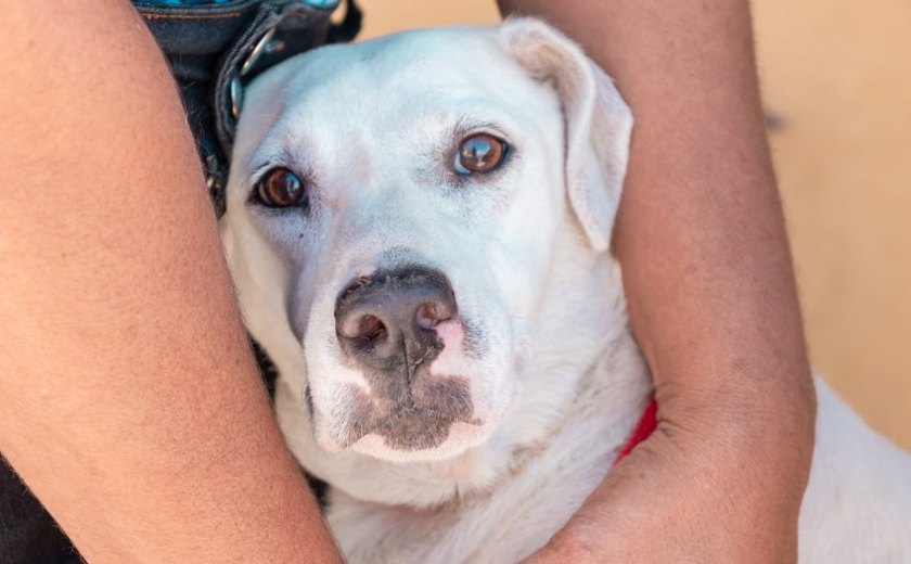 Cães também podem ter traumas psicológicos; veja como agir