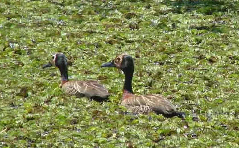 Cidade paulista apura vazamento de corante que tingiu aves em parque