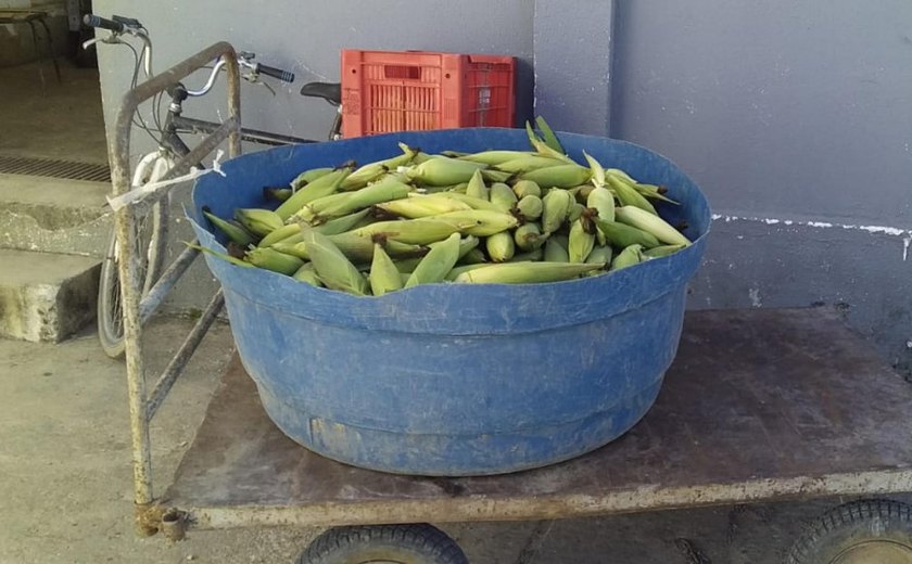 Apenados plantam milho e colhem 4 mil espigas da horta do sistema prisional