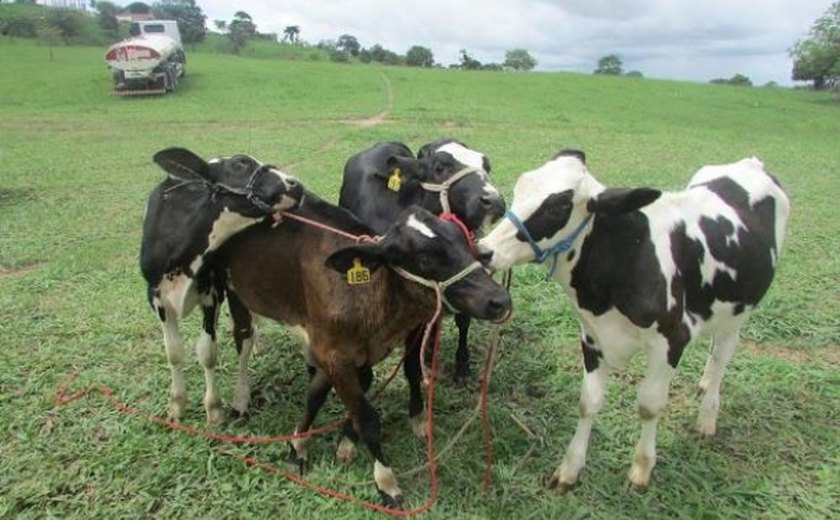 Polícia Civil elucida crimes de furto e receptação de gado em Atalaia