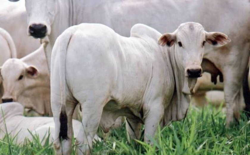 Agricultura distribui doses de sêmens para gado de corte em AL