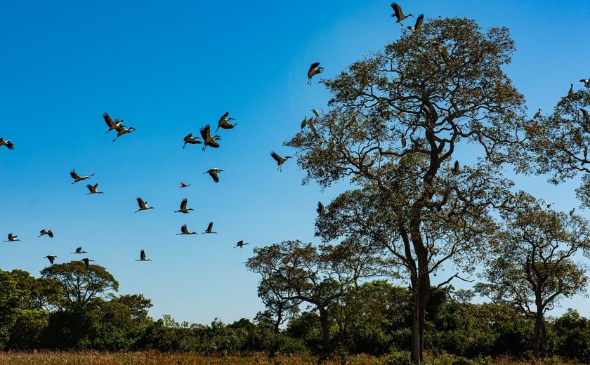 Comissão do Senado aprova projeto que cria Estatuto do Pantanal