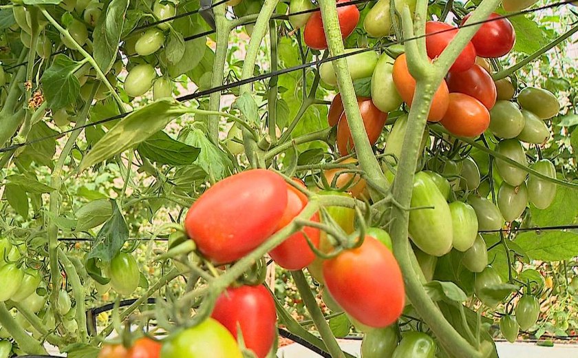 Tomate registra queda de preço pelo 2º mês consecutivo em maio, aponta Prohort da Conab