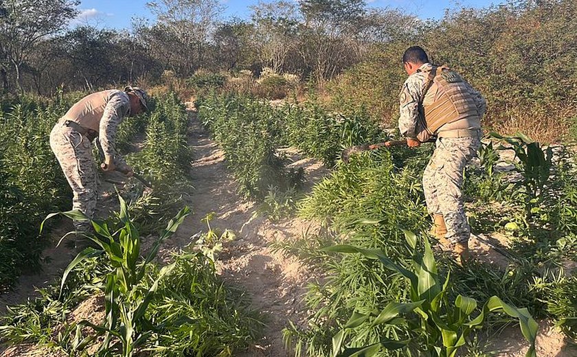 Após denúncia anônima PM apreende mais de 25 mil pés de maconha em Canapi