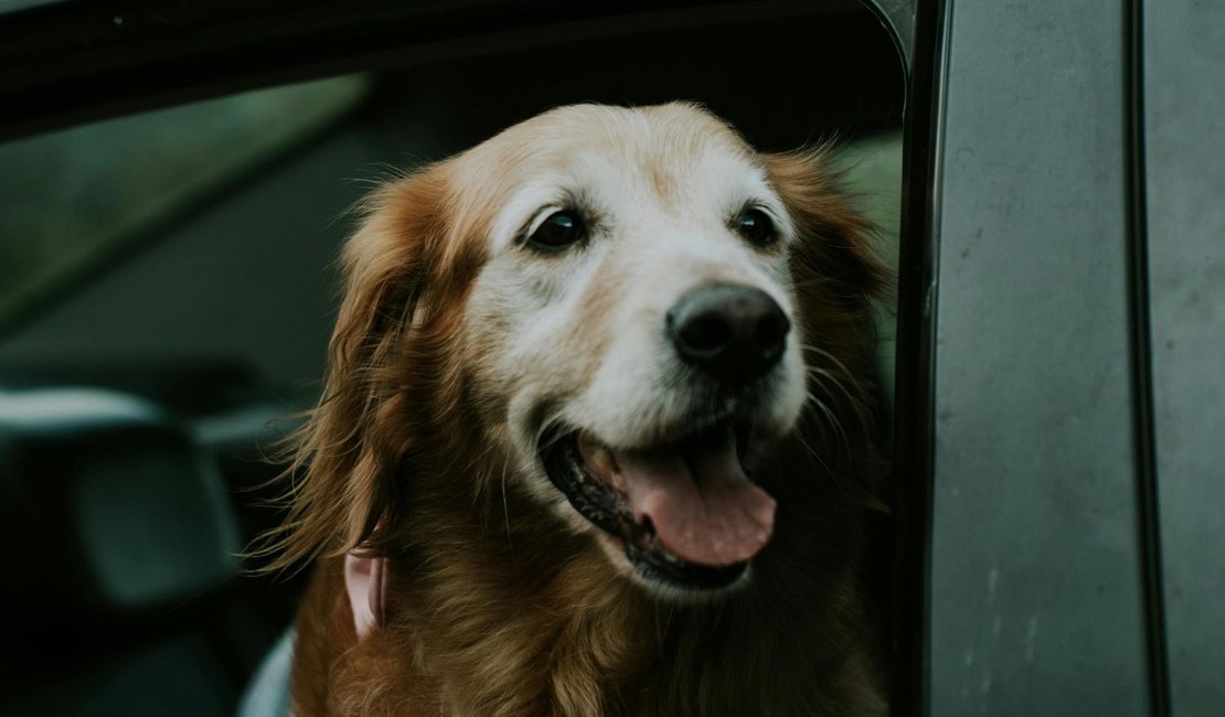 Feriado prolongado movimenta viagens com pets