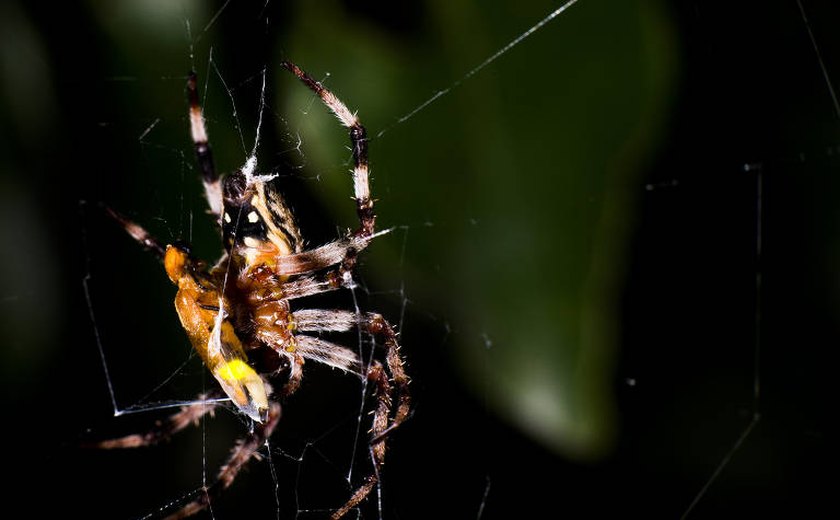 Aranhas manipulam brilho de vaga-lumes para atrair mais presas, aponta estudo