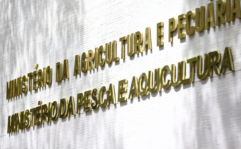 Defesa sanitária: Agricultura identifica praga quarentenária da mandioca no Amapá