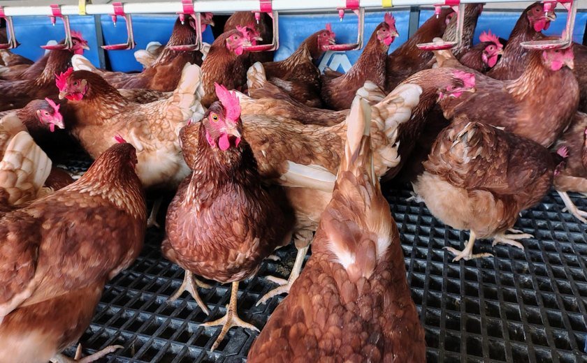 Alagoas segue sem casos de gripe aviária, confirma Agência de Inspeção Agropecuária