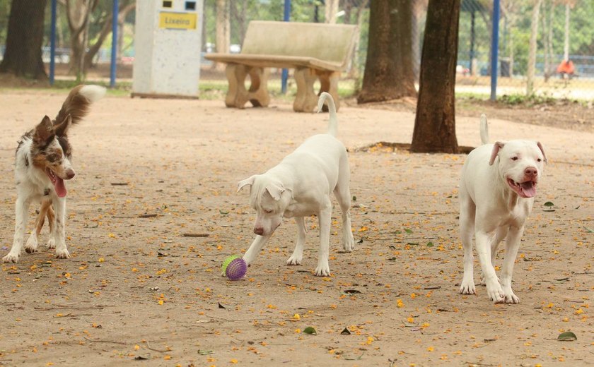 Governo sanciona lei que proíbe tatuagens e piercings em cães e gatos