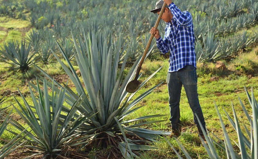 Ameaças tarifárias de Trump 'causam ressaca' na indústria de tequila do México, diz mídia