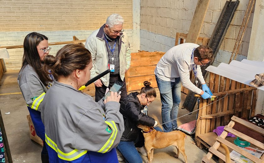 Chip permite identificar cães resgatados no Rio Grande do Sul