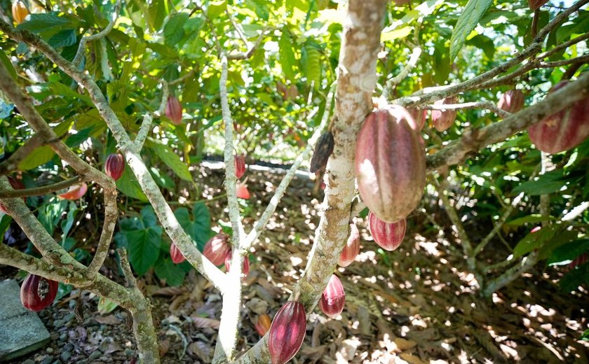Fundo vai financiar pequenos agricultores de cacau na Bahia e no Pará