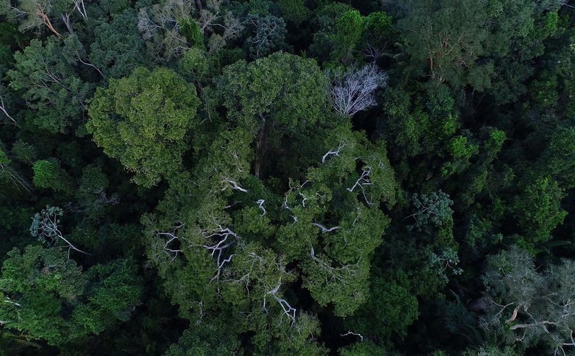 Governo cria Floresta Nacional do Parima em Roraima