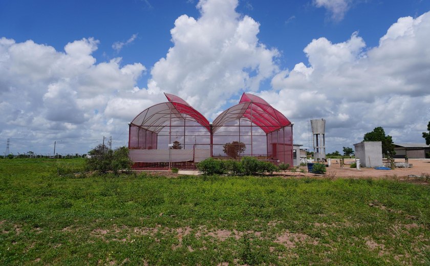 Polo Tecnológico Agroalimentar apresenta projeto de estufas hidropônicas a pequenos produtores rurais em Arapiraca