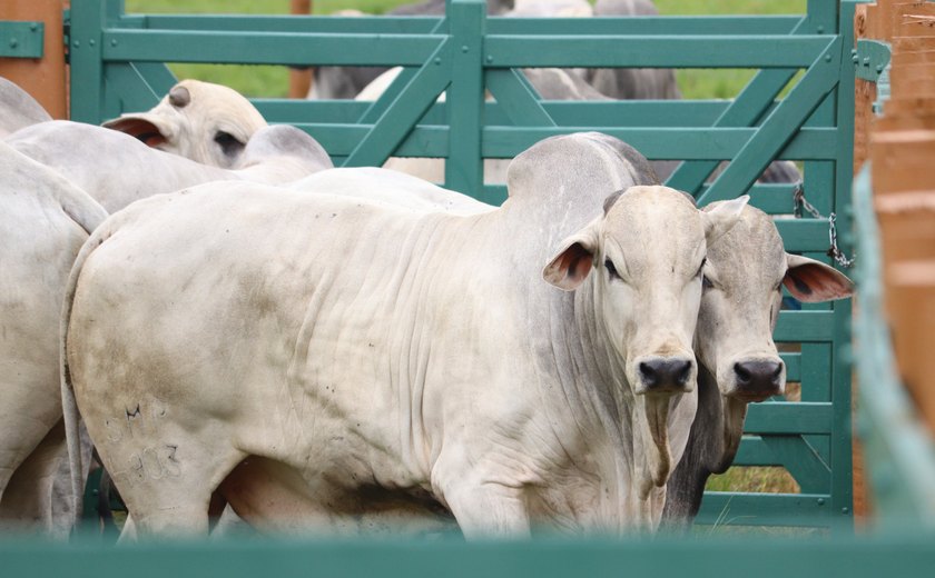 Leilão Mega Touros oferta genética selecionada do Nelore SMP