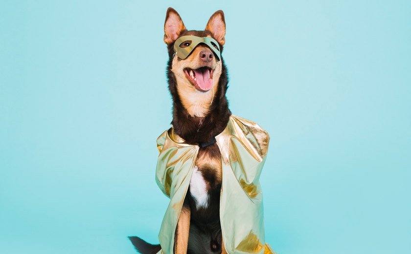 Veterinária oferece dicas sobre fantasias para pets no carnaval