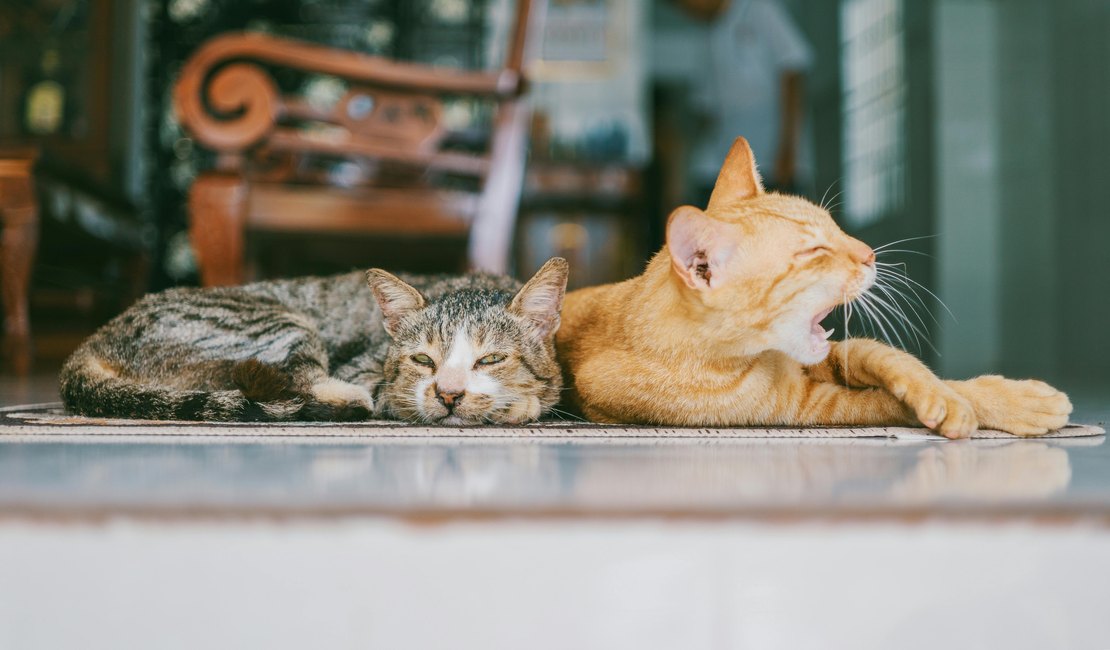 Transplantes em pets exigem compatibilidade e acompanhamento contínuo