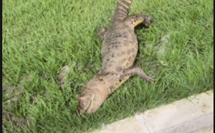 Jacaré é encontrado morto no Lago do Goiti e Prefeitura aciona IMA para apuração da causa