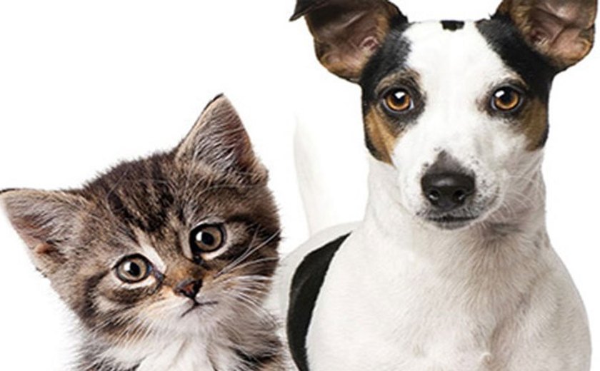 Feira de adoção de cães e gatos acontece no próximo domingo
