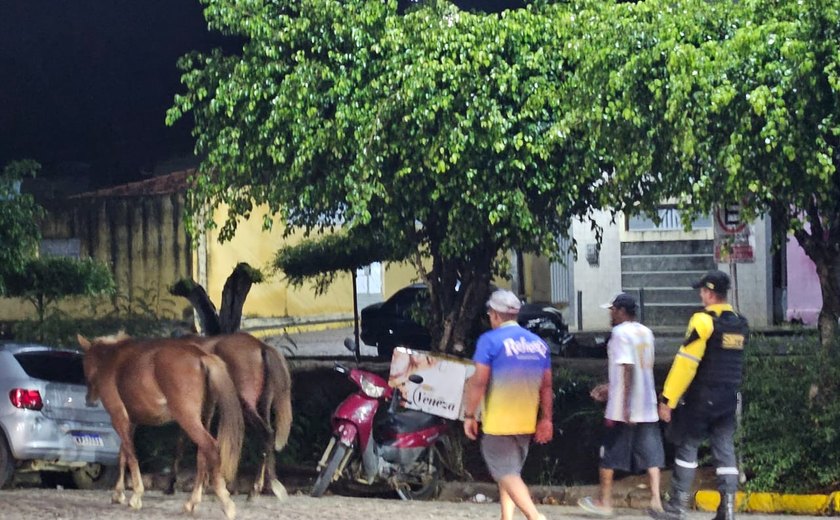 Após veiculação da Tribuna do Sertão, SMTT recolhe cavalos soltos na cidade