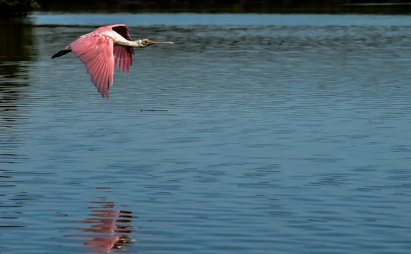 Flamingo? Ave de cauda rosa chama a atenção no Rio Pinheiros em SP; saiba qual é a espécie