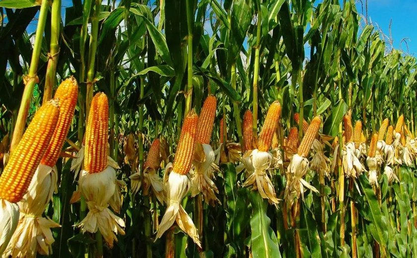 Alagoas é o terceiro estado do Nordeste em crescimento na produção de grãos na safra 2024, aponta Etene