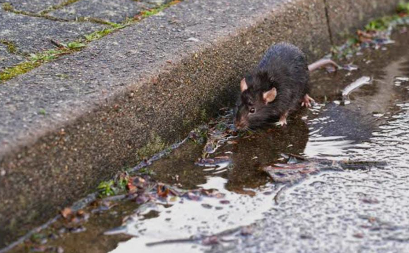 Alerta de Saúde: Chuvas Aumentam Risco de Leptospirose em Alagoas