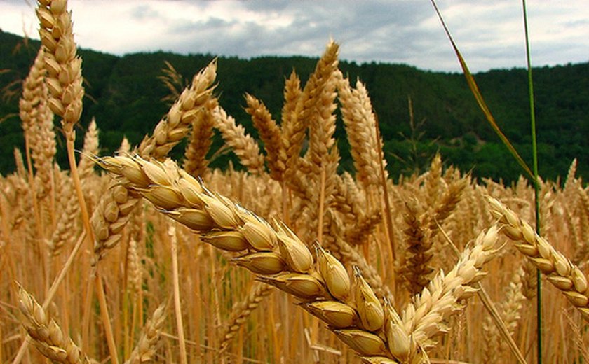 Governo poderá autorizar leilões para apoiar comercialização de trigo