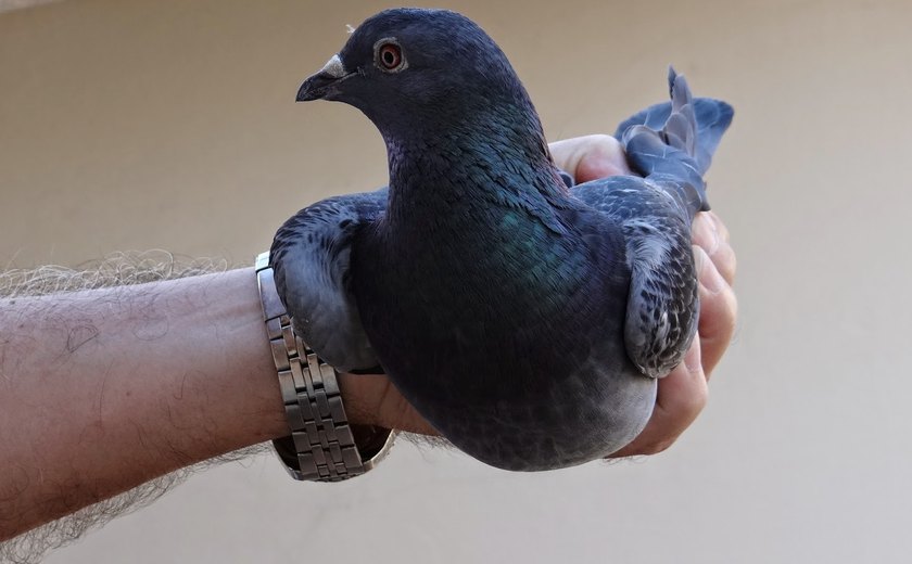 Pombo-correio é vendido por mais de um milhão de euros