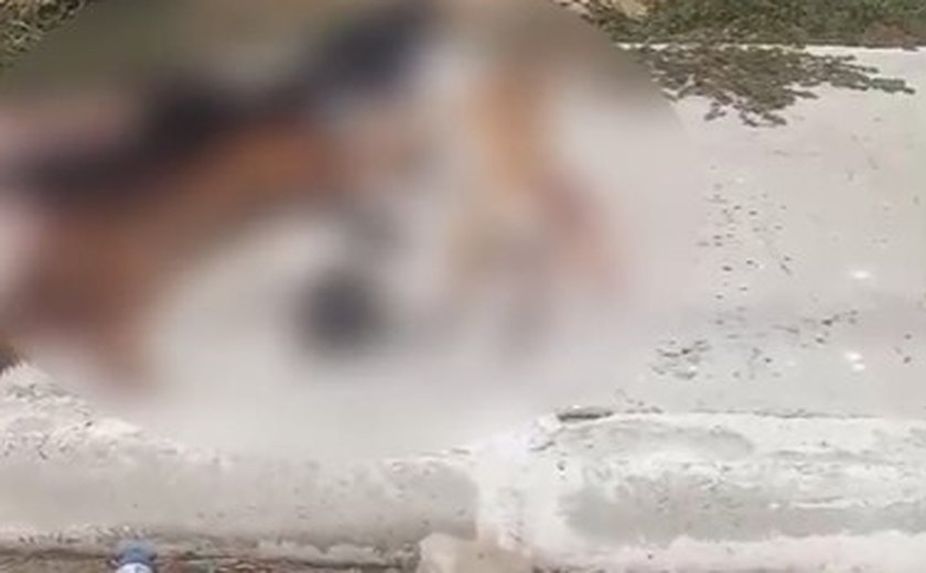 Polícia Civil identifica motorista que atropelou e matou quatro cachorros em Maceió
