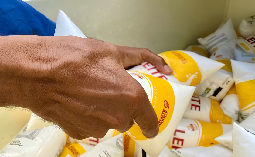 Programa do Leite é retomado em Penedo, beneficiando mais de duas mil famílias
