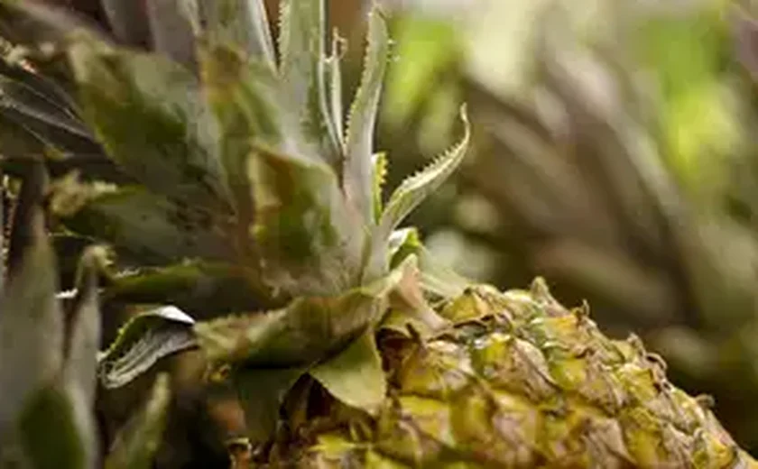 Você pagaria mais de R$ 2 mil por um abacaxi? Conheça três frutas de luxo que estão conquistando o mundo