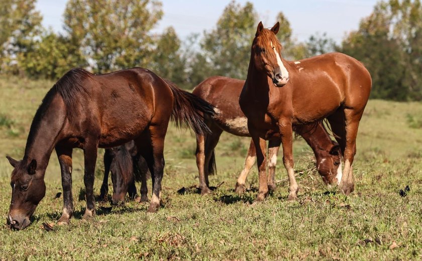 Ração contaminada mata 245 equinos em quatro estados