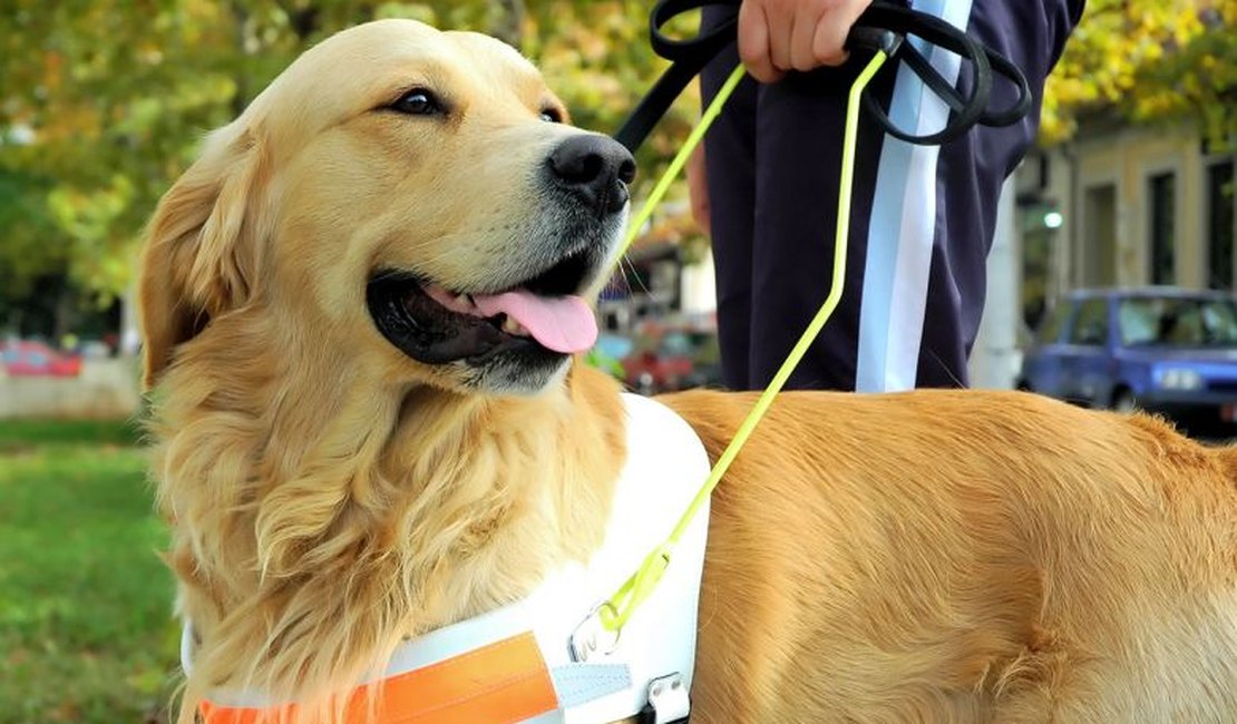 O papel silencioso dos animais que apoiam a saúde humana