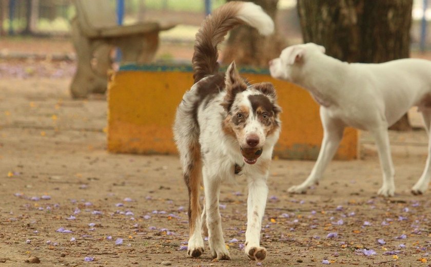 Após 40 anos, capital paulista registra primeiro caso de raiva canina