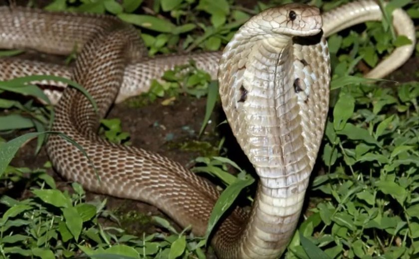 Na Índia, homem mata cobra a mordidas após ser atacado por ela