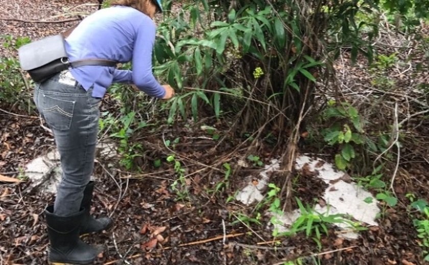 IMA faz nova coleta para investigar ácaro vermelho em palmeiras nativas