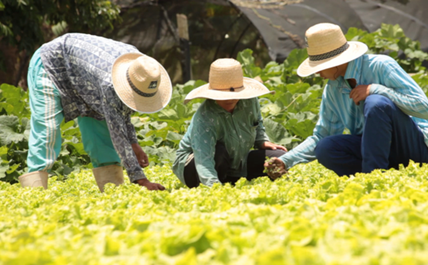Associação de horticultores vende R$ 65 mil para Programa de Aquisição de Alimentos