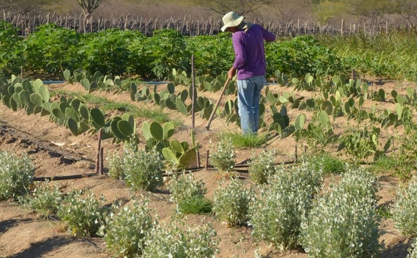 Rendimento de trabalhador rural sobe 5,5% no 1º trimestre