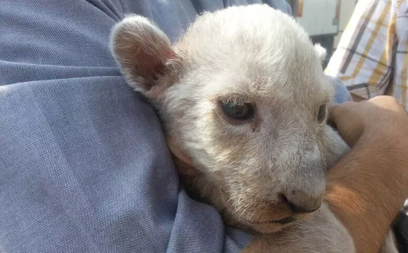 Zoológico na Alemanha é forçado a sacrificar filhotes de leão